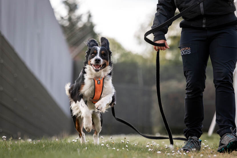 Dutch Cell Dogs in actie